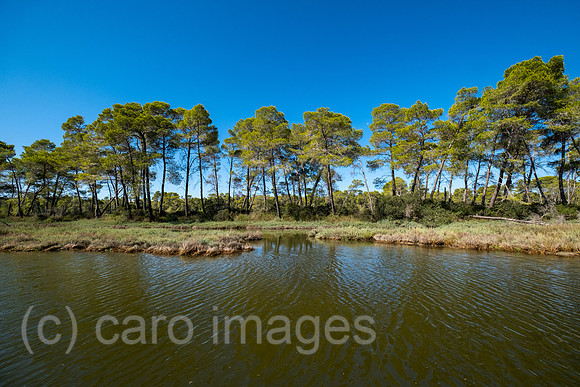 Albanien, Divjaka - Pinienwald in der Lagune (Salz-und Suesswasser einer Flussmuendung) im Nationalpark Divjaka-Karavasta an der Adriakueste