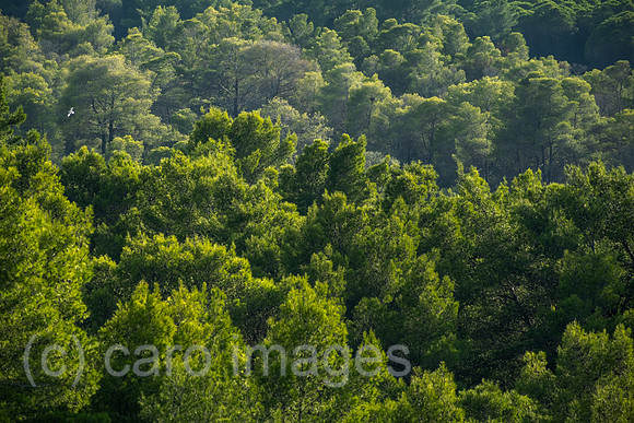 Albanien, Divjaka - Blick auf Pinienwald im Nationalpark Divjaka-Karavasta