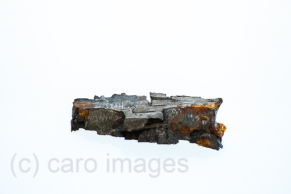 00A250402D104CAROEX.JPG