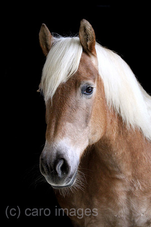 Tweng, Haflinger im Portrait