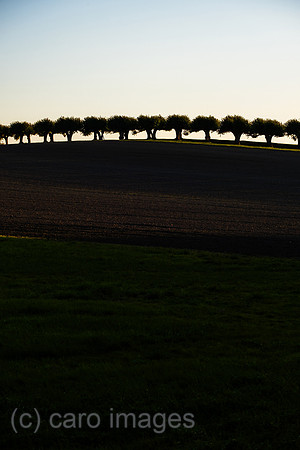 00A221012D278CAROEX.JPG