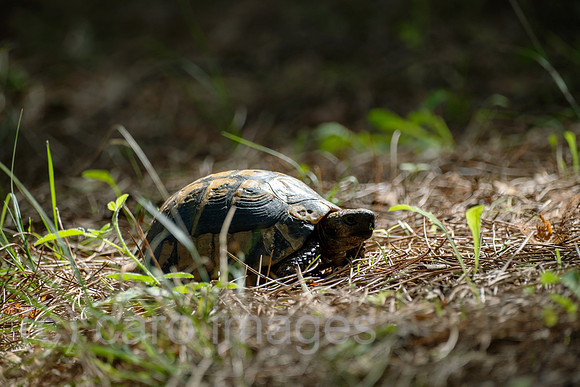 Albanien, Divjaka - Griechische Landschildkroete in einem Pinienwald im Nationalpark Divjaka-Karavasta