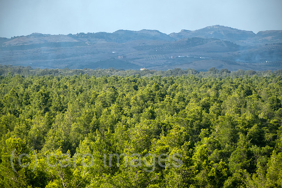 Albanien, Divjaka - Blick auf Pinienwald im Nationalpark Divjaka-Karavasta, dahinter eine Bergkette