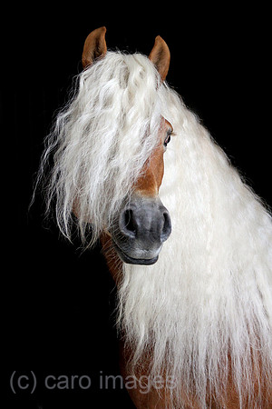 Tweng, Haflinger im Portrait
