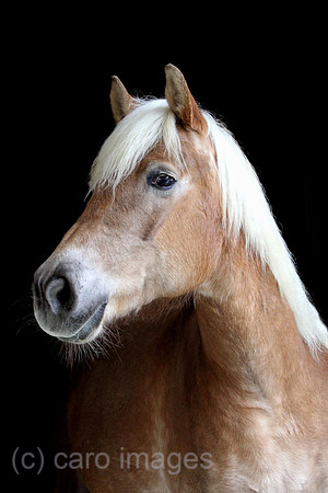 Tweng, Haflinger im Portrait