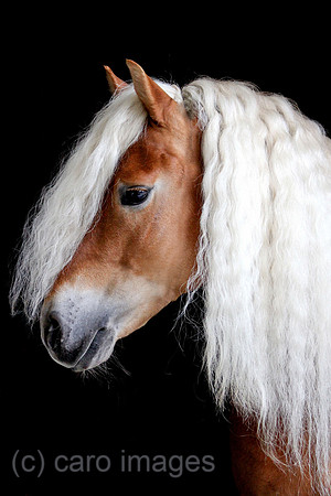 Tweng, Haflinger im Portrait