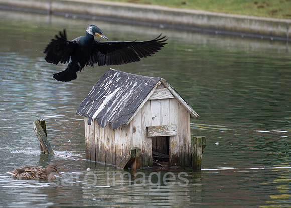 Berlin, Deutschland - Ein Kormoran am Engelbecken in Berlin-Mitte