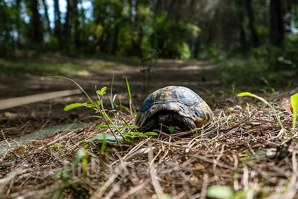 Albanien, Divjaka - Griechische Landschildkroete in einem Pinienwald im Nationalpark Divjaka-Karavasta