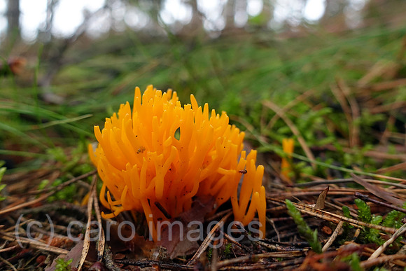 00S200720D014CAROEX.JPG