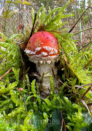 00S231014D038CAROEX.JPG
