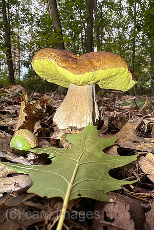 00S230812D033CAROEX.JPG