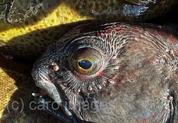 00S240406D079CAROEX.JPG