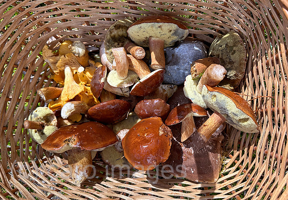 00S231014D039CAROEX.JPG