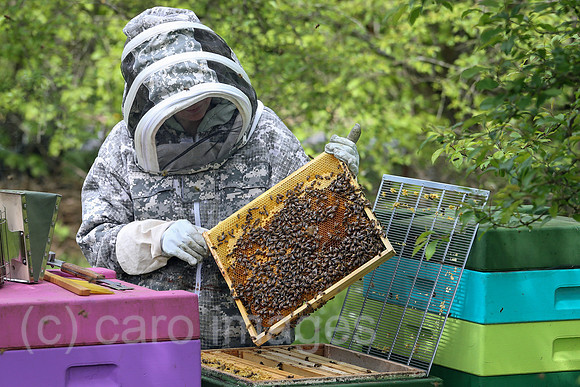 00S240429D122CAROEX.JPG