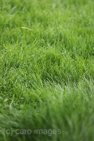 00S240706D894CAROEX.JPG