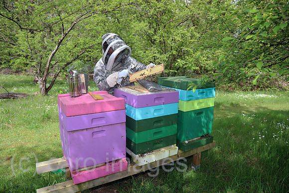 00S240429D115CAROEX.JPG