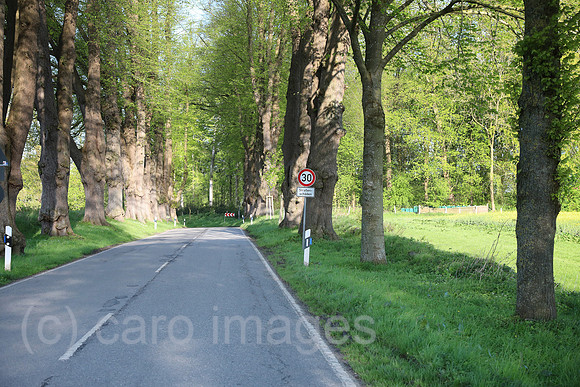 00S240429D094CAROEX.JPG