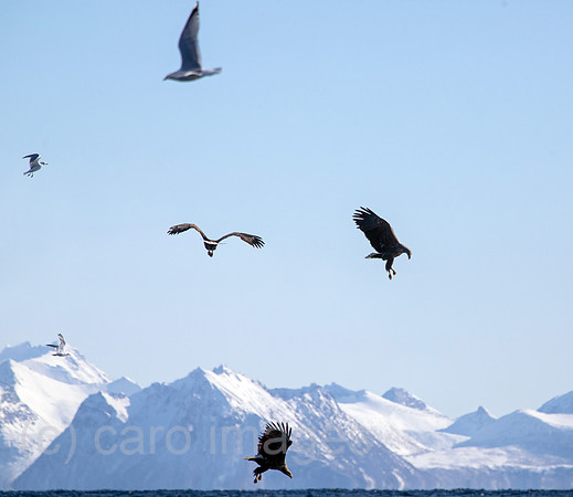 00S240405D073CAROEX.JPG