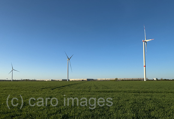 00A250412D003CAROEX.JPG