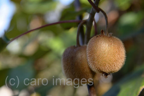 00X061107D302CARO.JPG