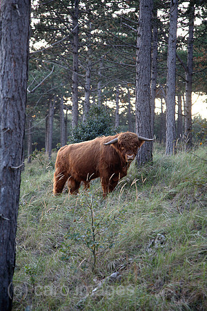 00X061016D014CAROE.JPG