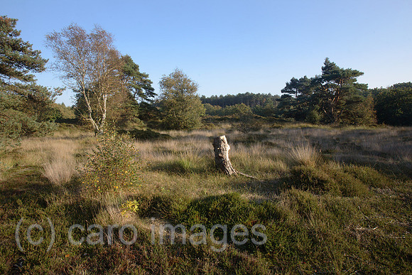 00X061016D008CARO.JPG