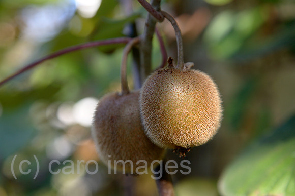 00X061107D301CAROE.JPG
