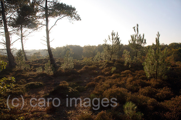 00X061016D010CAROE.JPG