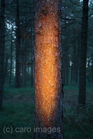 00X061016D015CAROE.JPG