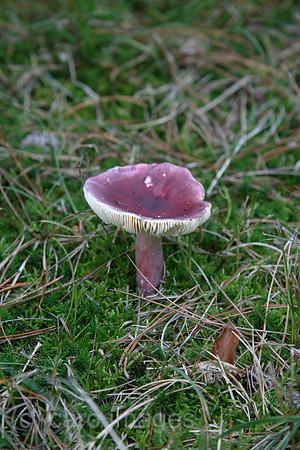 00X061016D017CARO.JPG