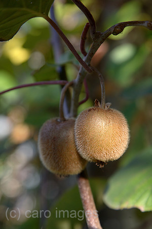 00X061107D303CAROE.JPG