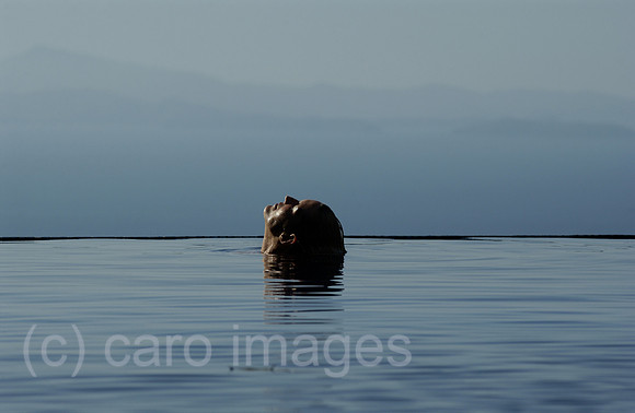 00M040213D037CARO.JPG