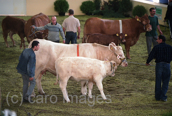 00A199333CARO.JPG
