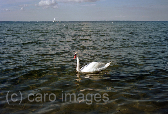 00A198835ACARO.JPG