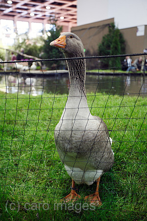 0SP090121D013CAROE.JPG