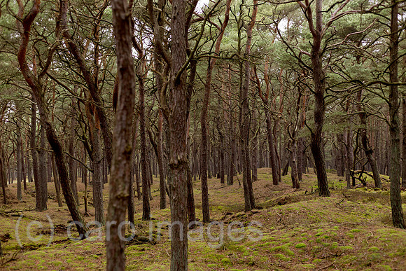 0TS170130D006CARO.JPG