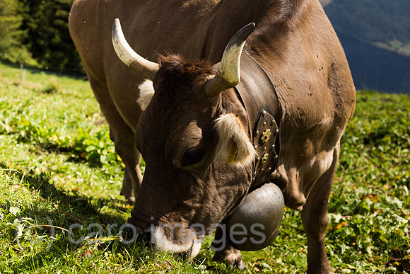 0TS160919D027CARO.JPG