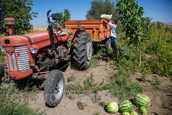 Tuerkei, Bogazkoey Sarıyahsi - Bauernfamilie bei der Ernte