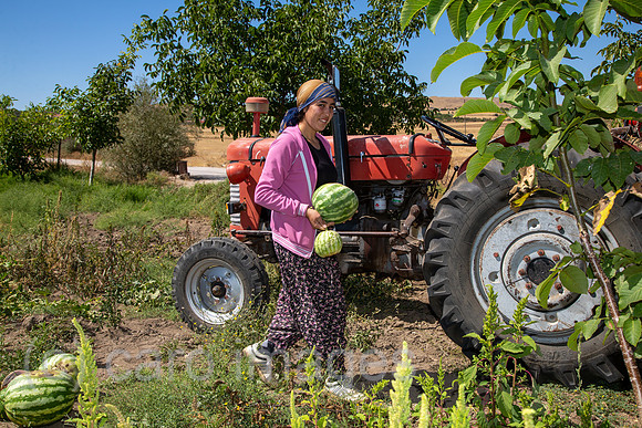 Tuerkei, Bogazkoey Sarıyahsi - Bauernfamilie bei der Ernte