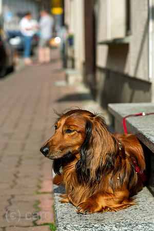 Deutschland, Waren (Mueritz) - Cocker Spaniel auf einer Treppenstufe