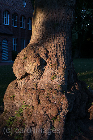 Deutschland, Scheessel - alte Eiche im Abendlicht in einem Dorf