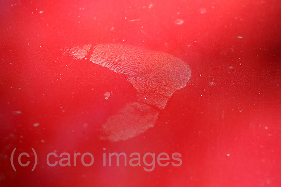 00S220823D157CAROEX.JPG