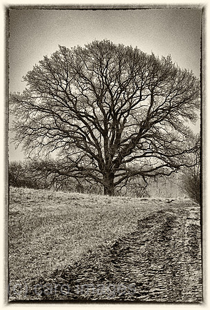 00S220101D092CAROEX.JPG