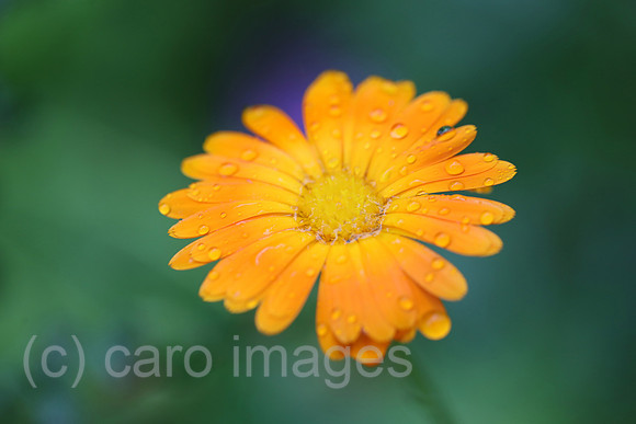 00S200709D054CAROEX.JPG