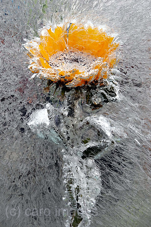 00S210923D083CAROEX.JPG