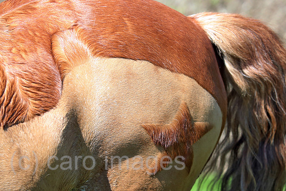 00S220418D353CAROEX.JPG