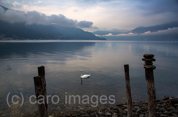 Schweiz, Ascona - Herbstliche Stimmung mit Schwan in der Morgendaemmerung am Lago Maggiore