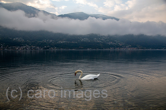 Schweiz, Ascona - Herbstliche Stimmung mit Schwan in der Morgendaemmerung am Lago Maggiore