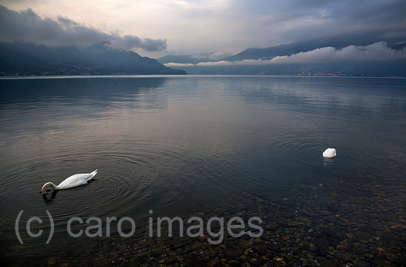 Schweiz, Ascona - Herbstliche Stimmung mit tauchendem Schwan in der Morgendaemmerung am Lago Maggiore