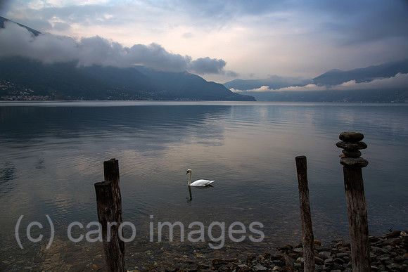 Schweiz, Ascona - Herbstliche Stimmung mit Schwan in der Morgendaemmerung am Lago Maggiore